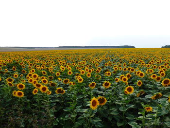 Scenic view of sunflower field against clear sky