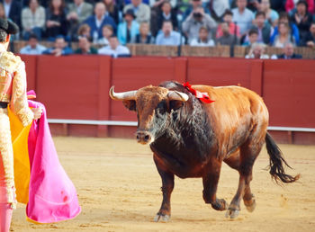 Bull standing on field