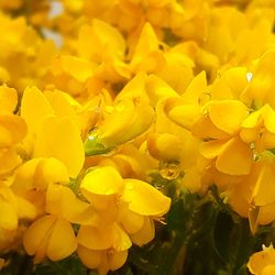 Close-up of yellow flowering plant