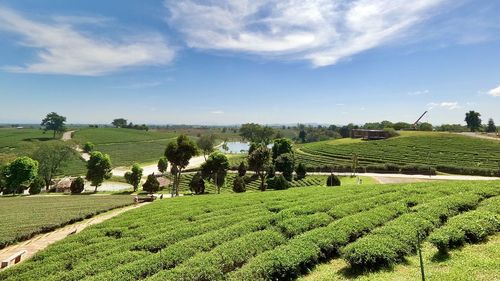 Scenic view of agricultural field against sky