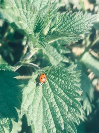 Close-up of ladybug on leaf