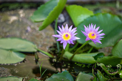 Close-up of purple water lily in lake