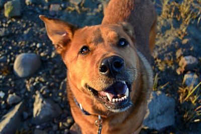 Close-up portrait of dog