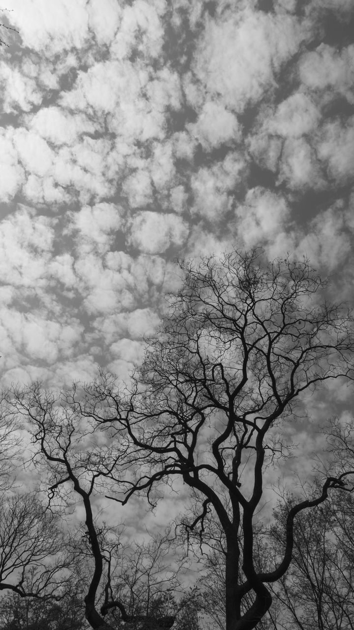 LOW ANGLE VIEW OF SILHOUETTE BARE TREE AGAINST SKY