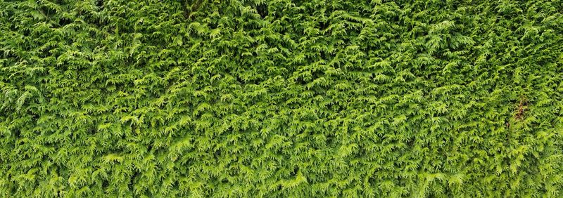 Full frame shot of green leaves on field