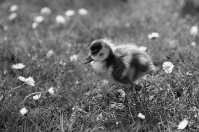 Close-up of bird on field