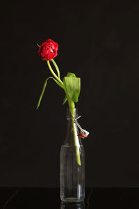 Close-up of red rose in vase