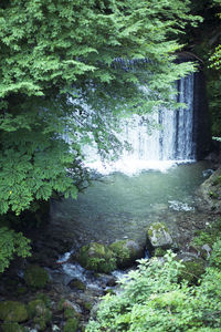 Scenic view of river flowing through forest