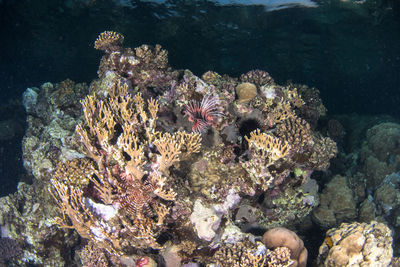 Coral swimming in sea
