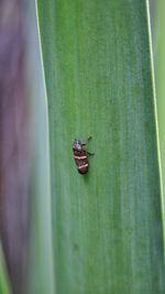 Close-up of fly on leaf