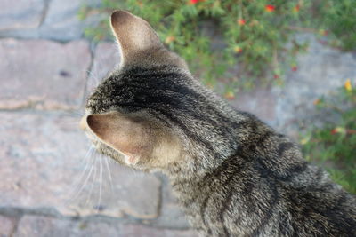 Rear view of cat standing on footpath