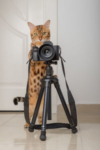 Bengal cat - a photographer takes pictures on a camera on a tripod in the house.