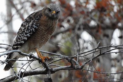 Close-up of hawk perching on tree