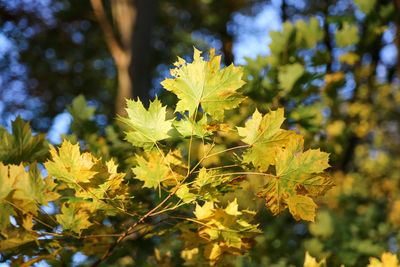 Close-up of yellow flowering plant