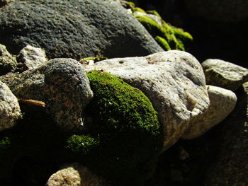 Close-up of moss on rock