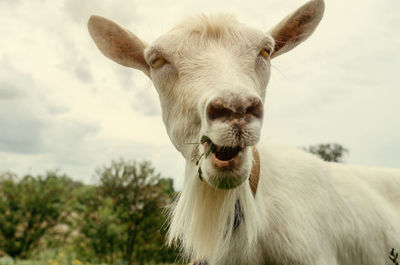 Close-up portrait of a white goat in the village on a pasture on background of sky