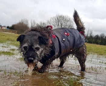 Portrait of wet dog against sky