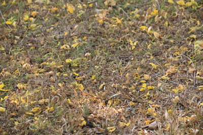 High angle view of plants on field