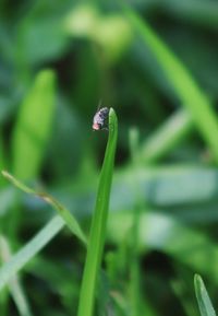 Close-up of insect on leaf