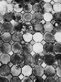 High angle view of insect on footpath