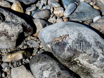 High angle view of rocks on beach