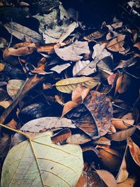 High angle view of dry leaves on field