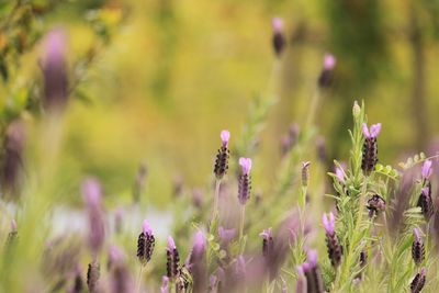 Close-up of purple flowering plants on field