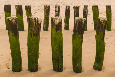 Mossy wooden posts at beach
