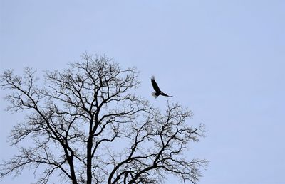 Low angle view of bird perching on bare tree against sky