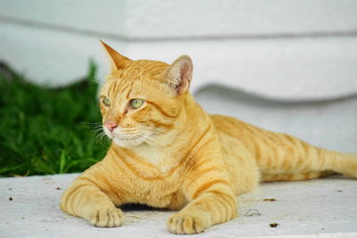 Close-up of a cat looking away