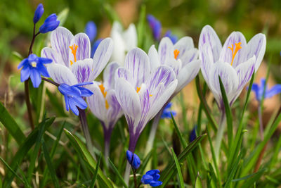 Close-up of purple crocus flowers