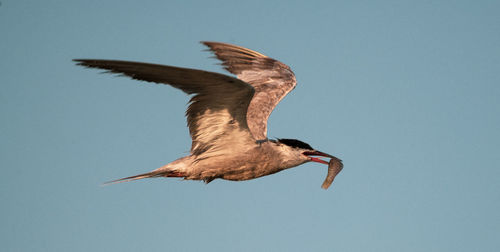 Low angle view of seagull flying