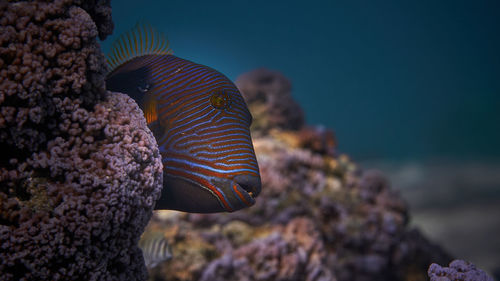 Close-up of fish swimming in sea