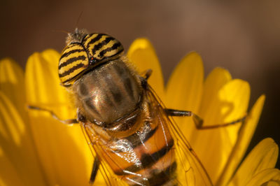 Close-up of bee on yellow flower