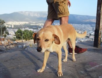 Full length of dog standing on mountain road