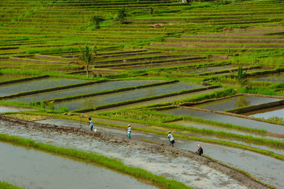 High angle view of agricultural field