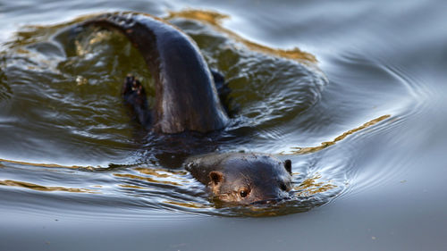 Close-up of duck swimming in lake