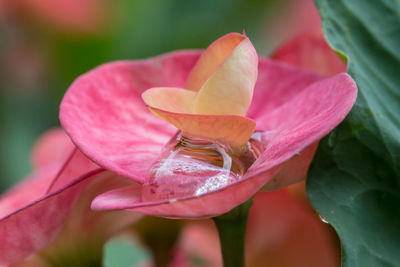 Close-up of pink flower blooming outdoors