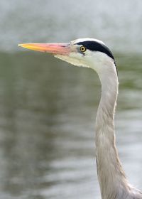 Side view of great blue heron by lake
