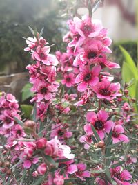 Close-up of pink flowers blooming outdoors