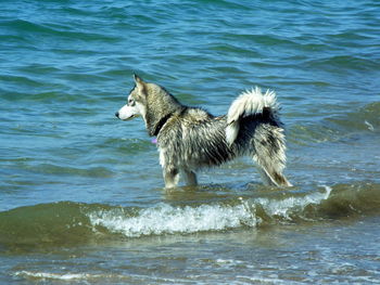 Wet dog standing in water on shore