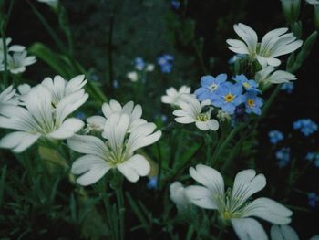 Close-up of flowers blooming outdoors