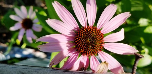 Close-up of pink flower