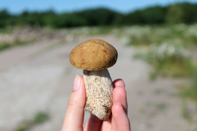 Close-up of hand holding mushroom