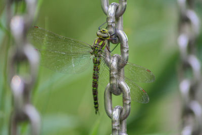 Close-up of insect on plant