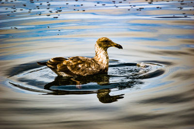 Close-up of duck swimming in lake