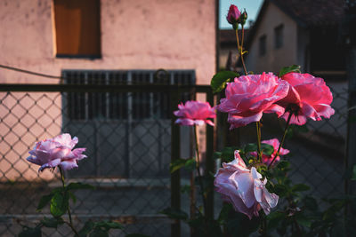 Close-up of pink flowering plant against building