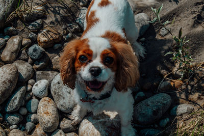 Portrait of dog on rock