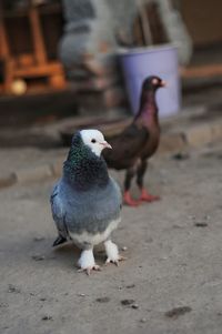 Close-up of pigeon