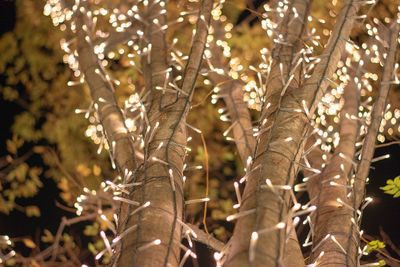 Close-up of flower trees in forest